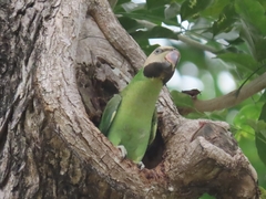 Psittacula alexandri