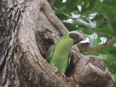 Psittacula alexandri