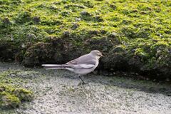 Motacilla alba lugens