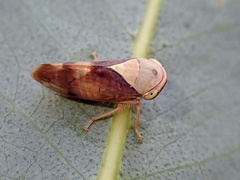 Brunotartessus fulvus