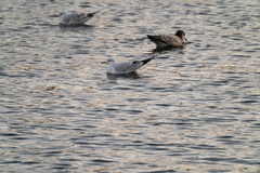 Chroicocephalus ridibundus