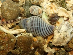 Buccinulum littorinoides