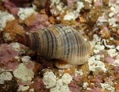 Buccinulum littorinoides