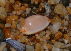 Staphylaea staphylaea