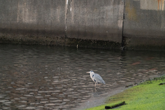 Ardea cinerea