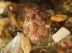 Micrelenchus sanguineus