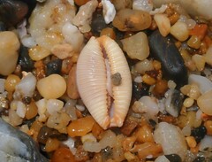 Staphylaea staphylaea