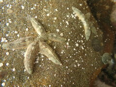 Allostichaster polyplax