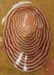 Atalacmea multilinea