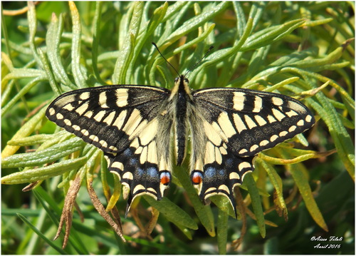 Desert Swallowtail