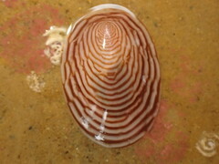 Atalacmea multilinea