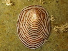 Atalacmea multilinea