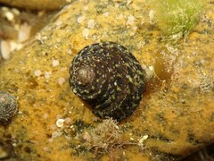 Diloma bicanaliculatum