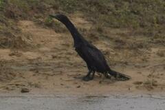 Phalacrocorax fuscicollis