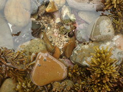 Atalacmea multilinea