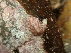 Atalacmea multilinea