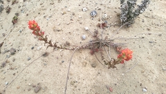 Castilleja affinis affinis