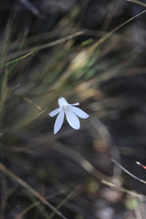 Wahlenbergia albomarginata
