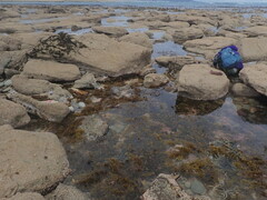 Atalacmea multilinea