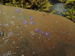 Atalacmea multilinea