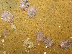 Atalacmea multilinea