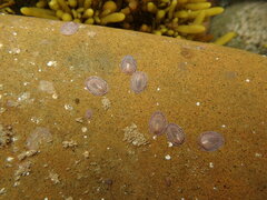 Atalacmea multilinea