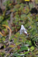 Wahlenbergia albomarginata