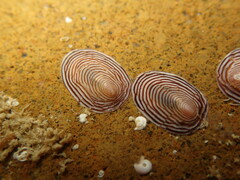 Atalacmea multilinea