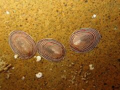 Atalacmea multilinea