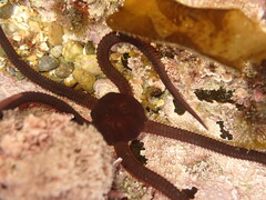 Ophiopsammus maculata
