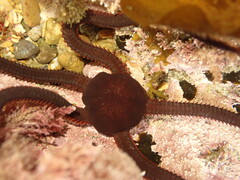 Ophiopsammus maculata