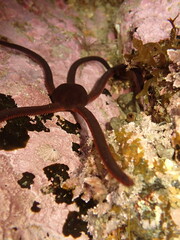 Ophiopsammus maculata