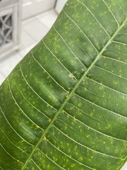 Coleosporium plumeriae