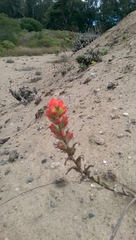 Castilleja affinis affinis