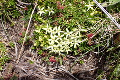 Stackhousia pulvinaris