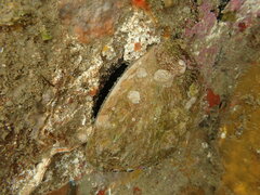 Haliotis australis