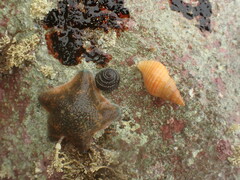 Buccinulum littorinoides