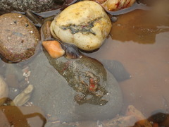 Buccinulum littorinoides