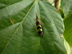 Raphirhinus phosphoreus