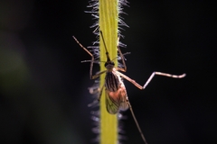 Aedes vittiger