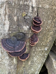 Gloeophyllum sepiarium