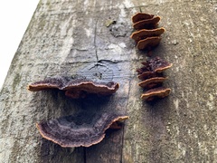 Gloeophyllum sepiarium