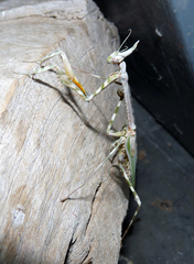 Empusa