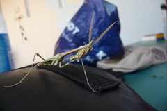 Empusa