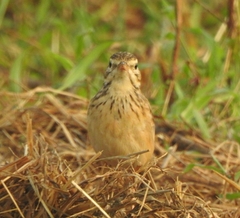 Anthus rufulus