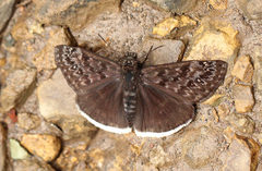 Erynnis tristis