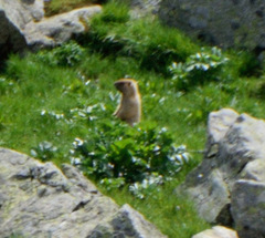 Marmota baibacina