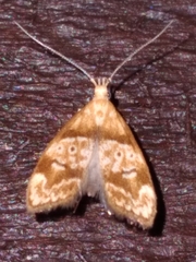 Gymnobathra hamatella