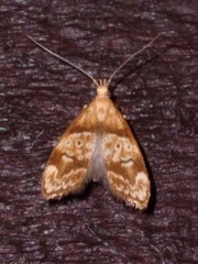 Gymnobathra hamatella