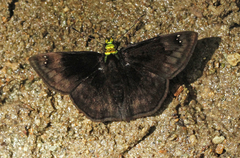 Gorgopas chlorocephala